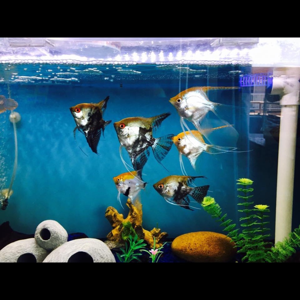 Meet your Posher, Maricela